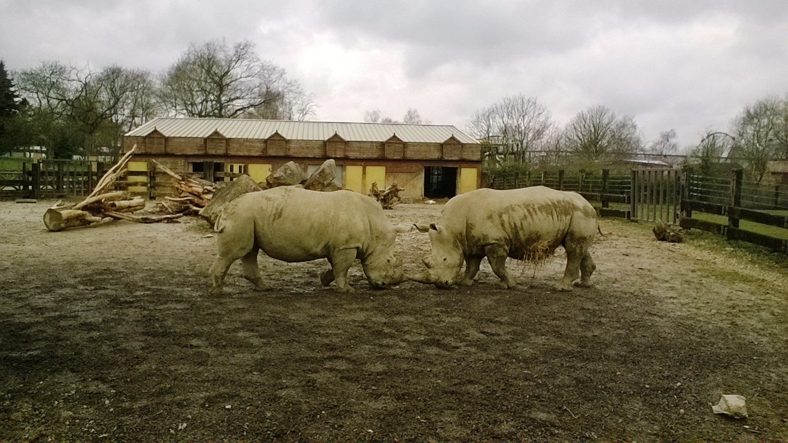 White Rhino Outdoor Enclosure 02-Apr-16