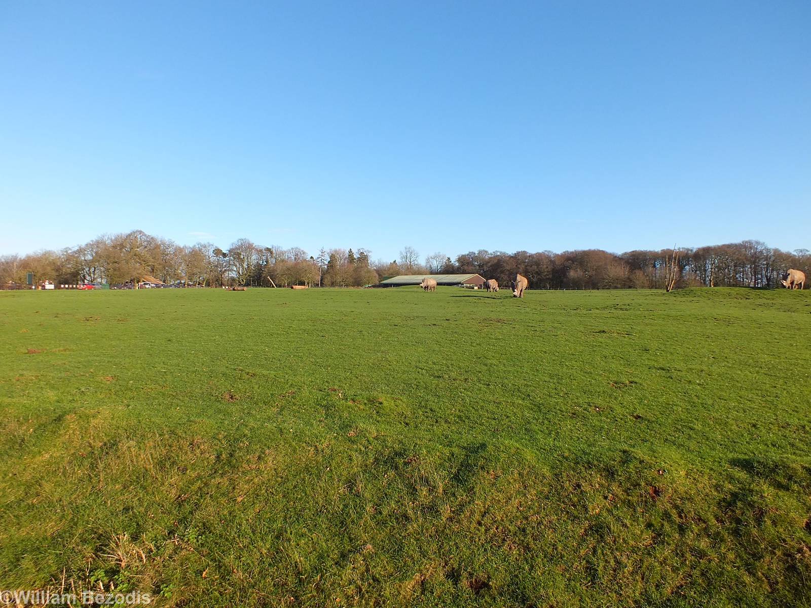 White Rhino Paddock in the Sun