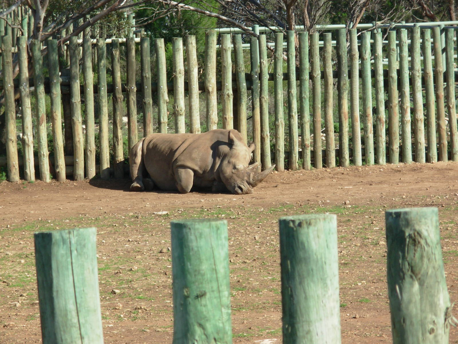 White Rhino Paddock - Monarto Zoo