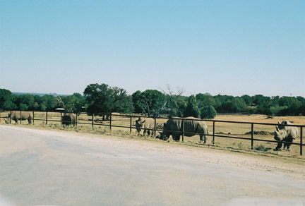 white rhino paddock