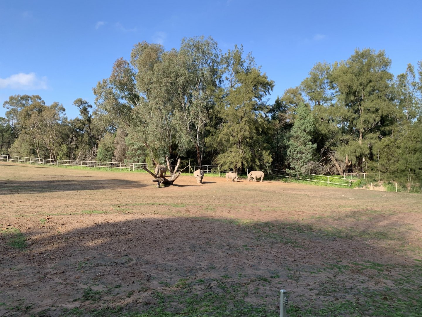 White Rhino Paddock
