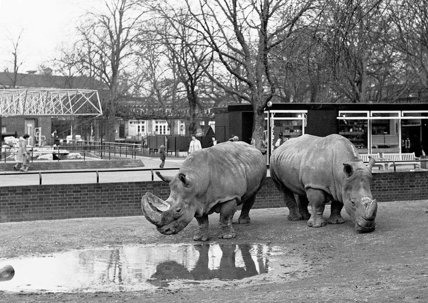 White rhino pair 1972
