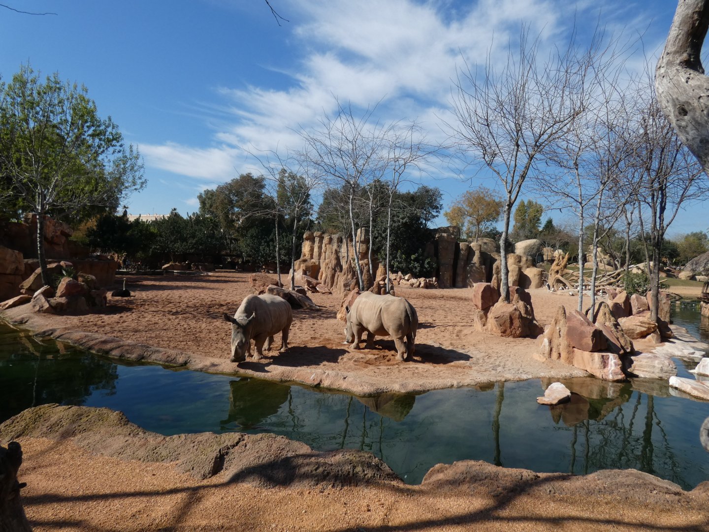 White Rhino, Plain Zebra, Ostrich, Sacred Ibis and Marabou exhibit