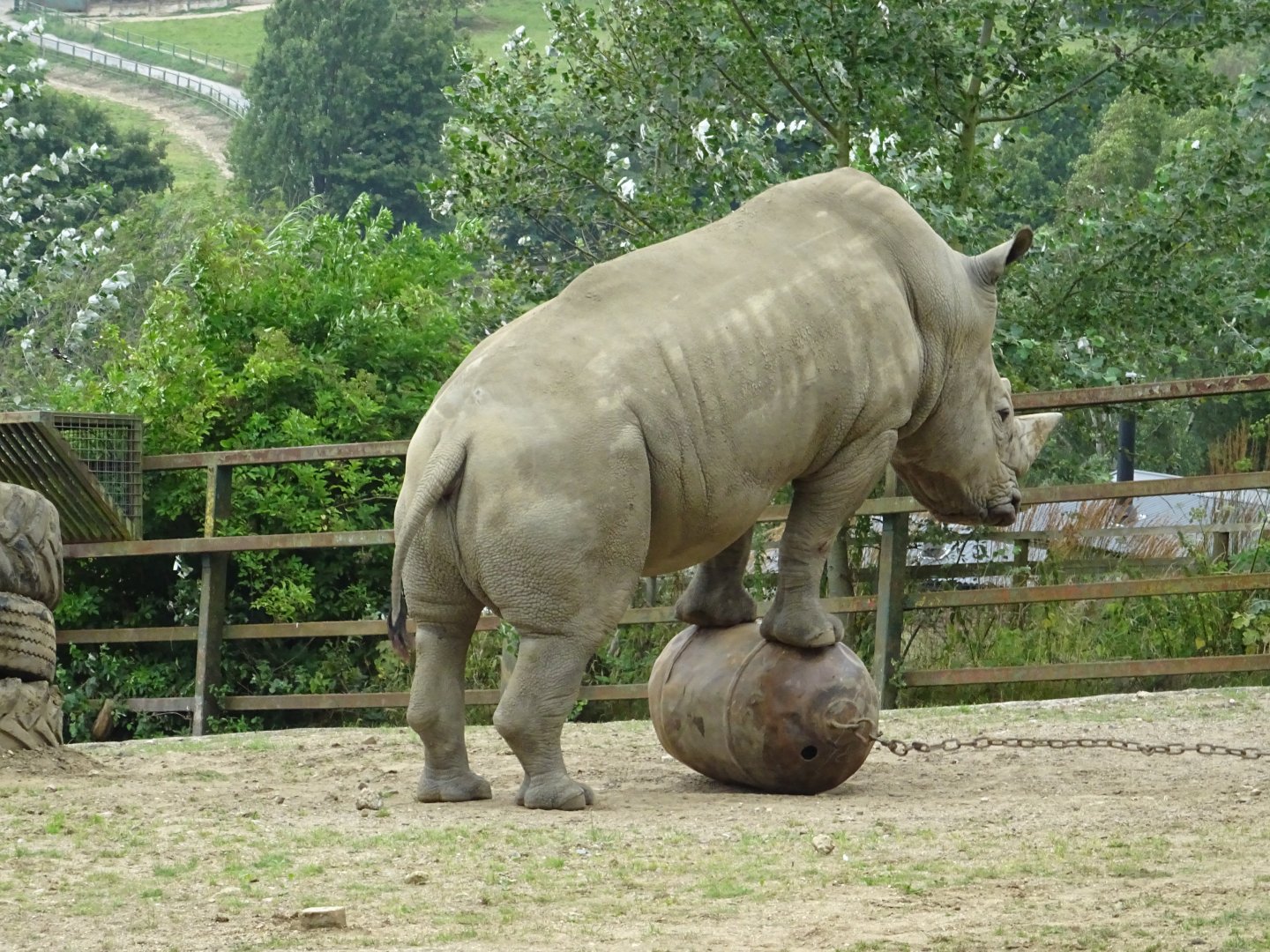 White Rhino posing
