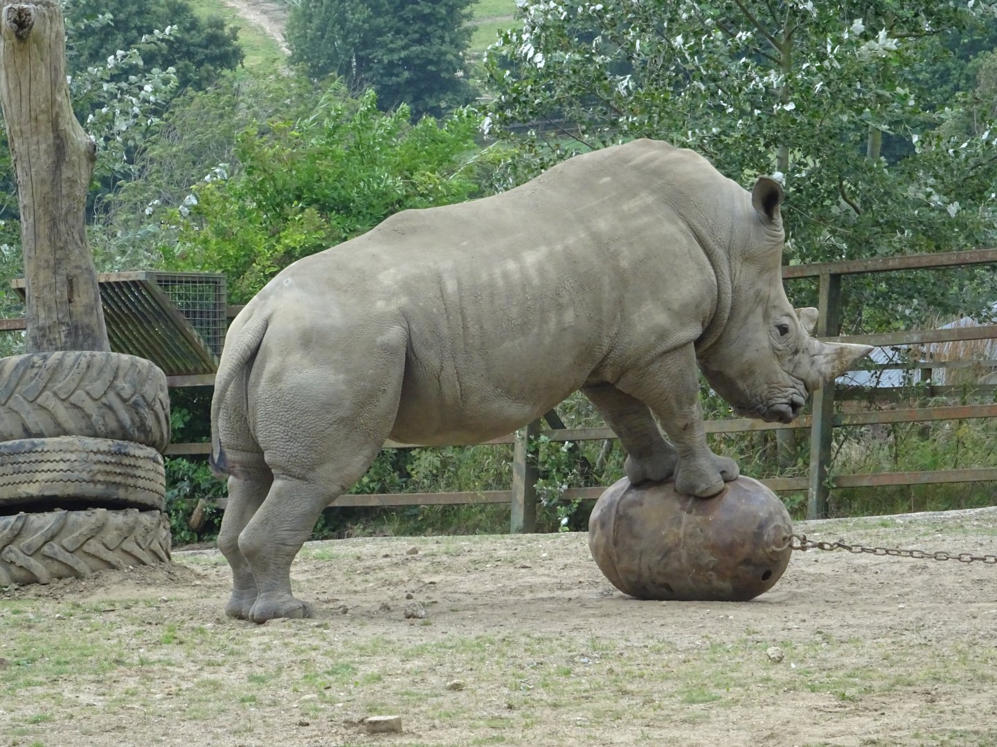 White Rhino posing
