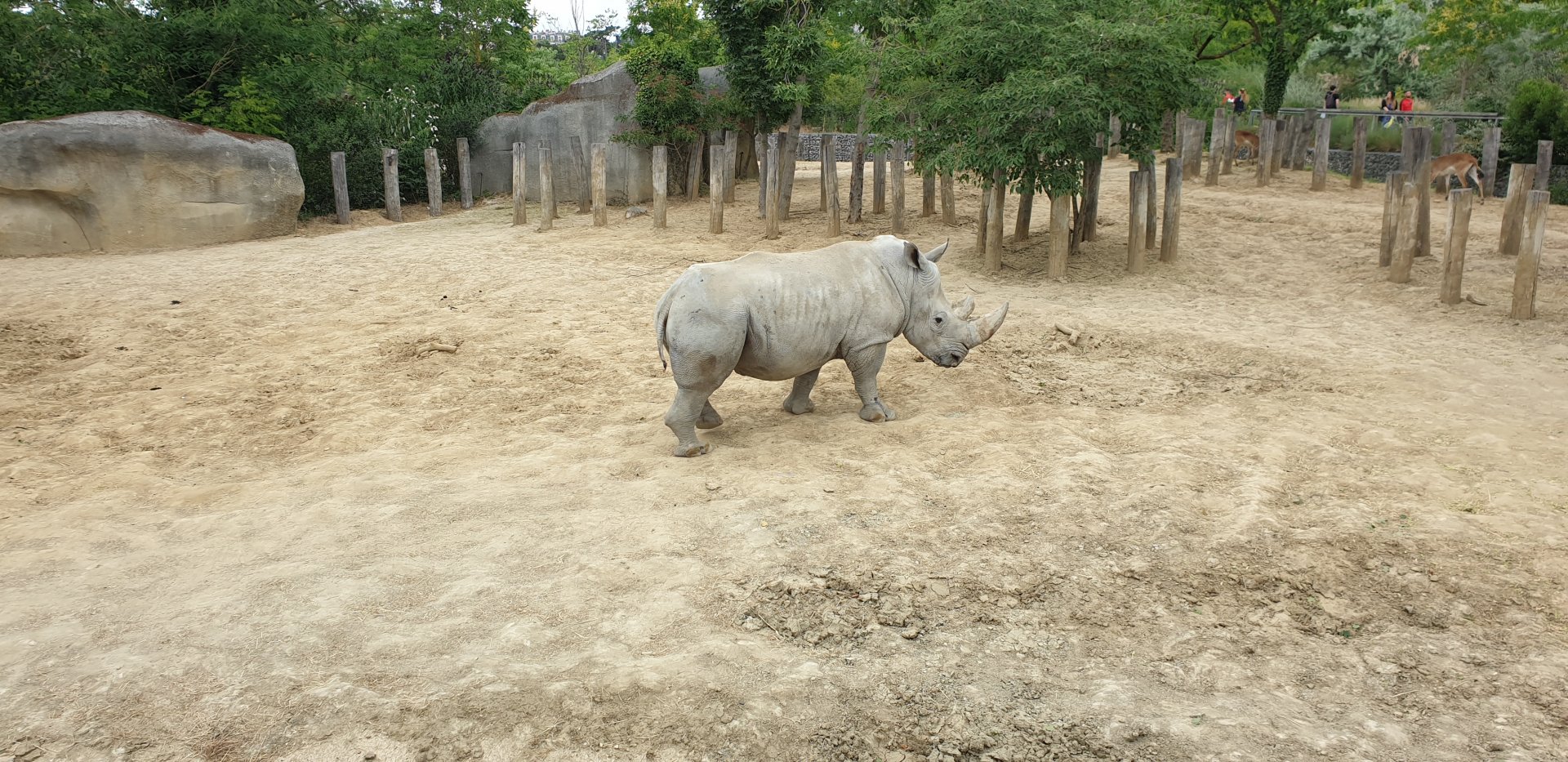 White Rhino, Red Lechwe enclosure