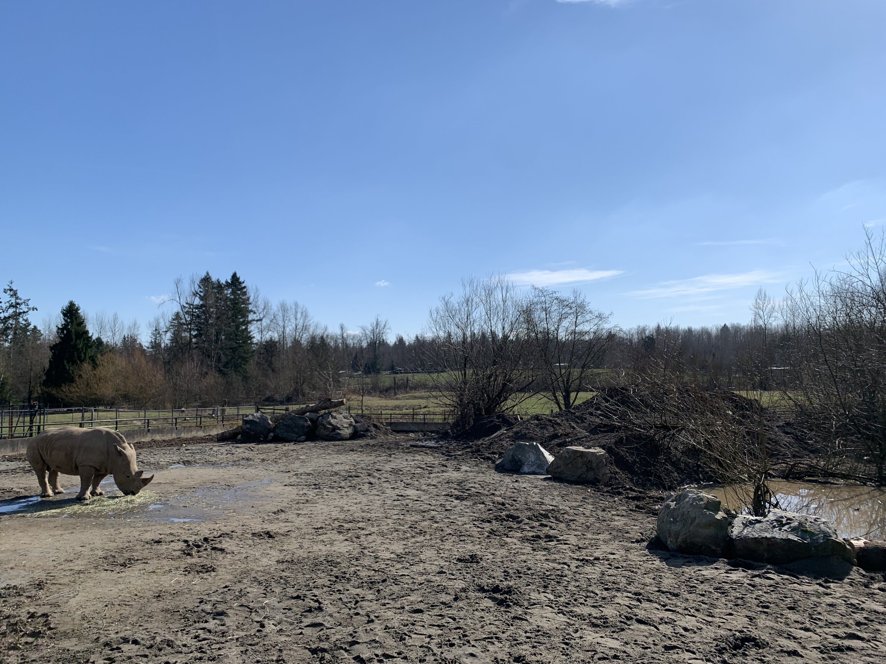 White Rhino/Red River Hog Exhibit