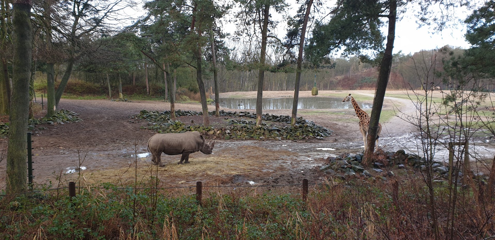 White rhino, Rothschilds' Giraffe encounter