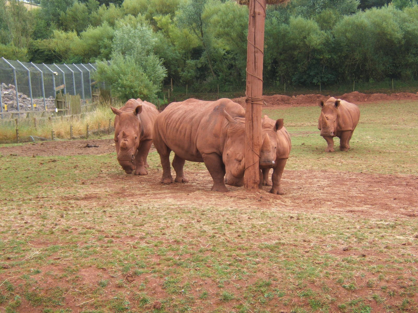 White Rhino`s