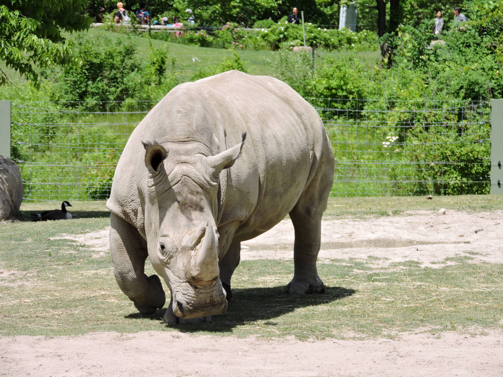 White Rhino - Sabi