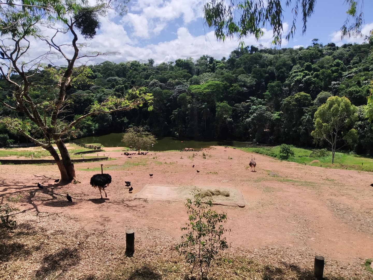 White rhino savannah seen from above