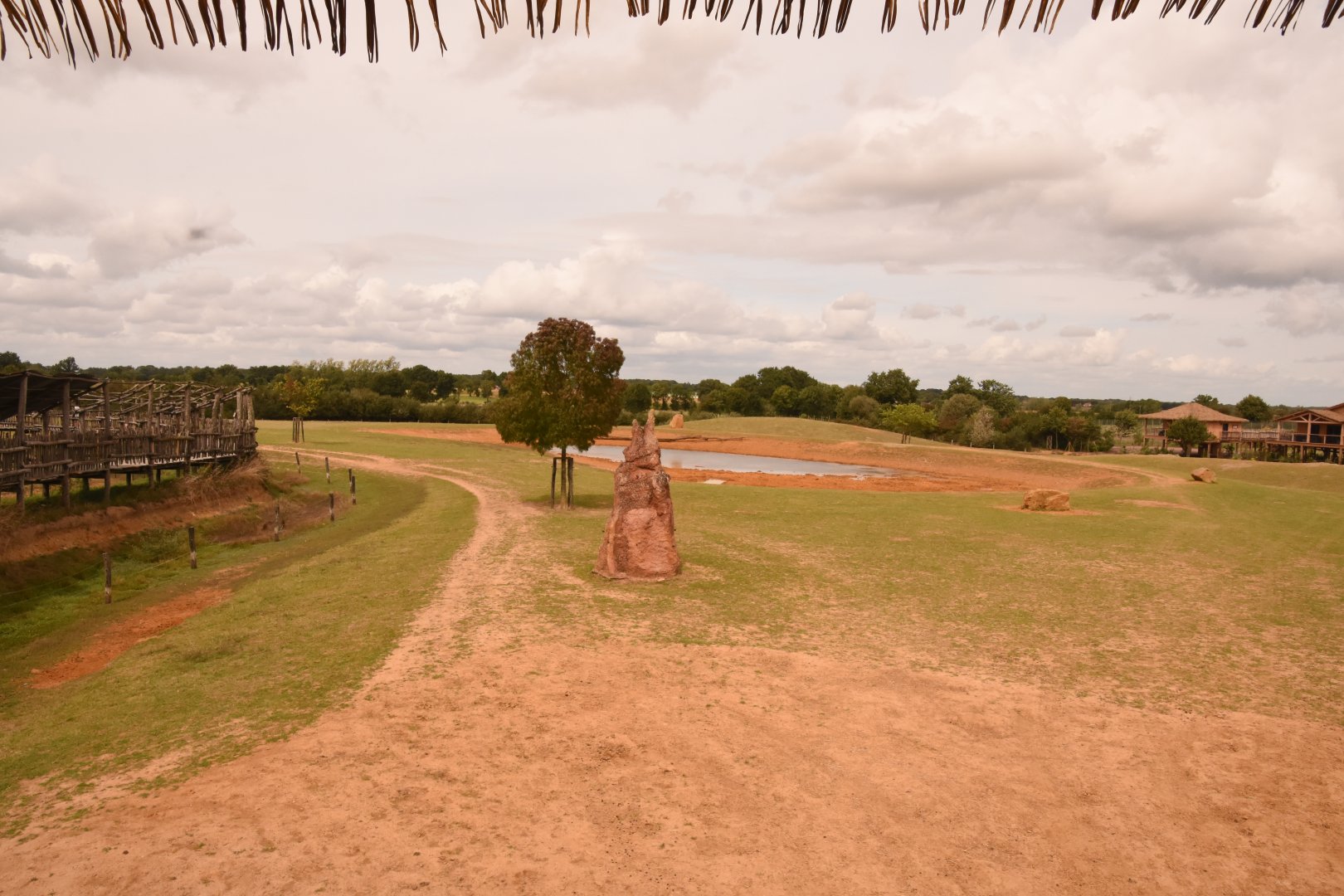 White Rhino savannah