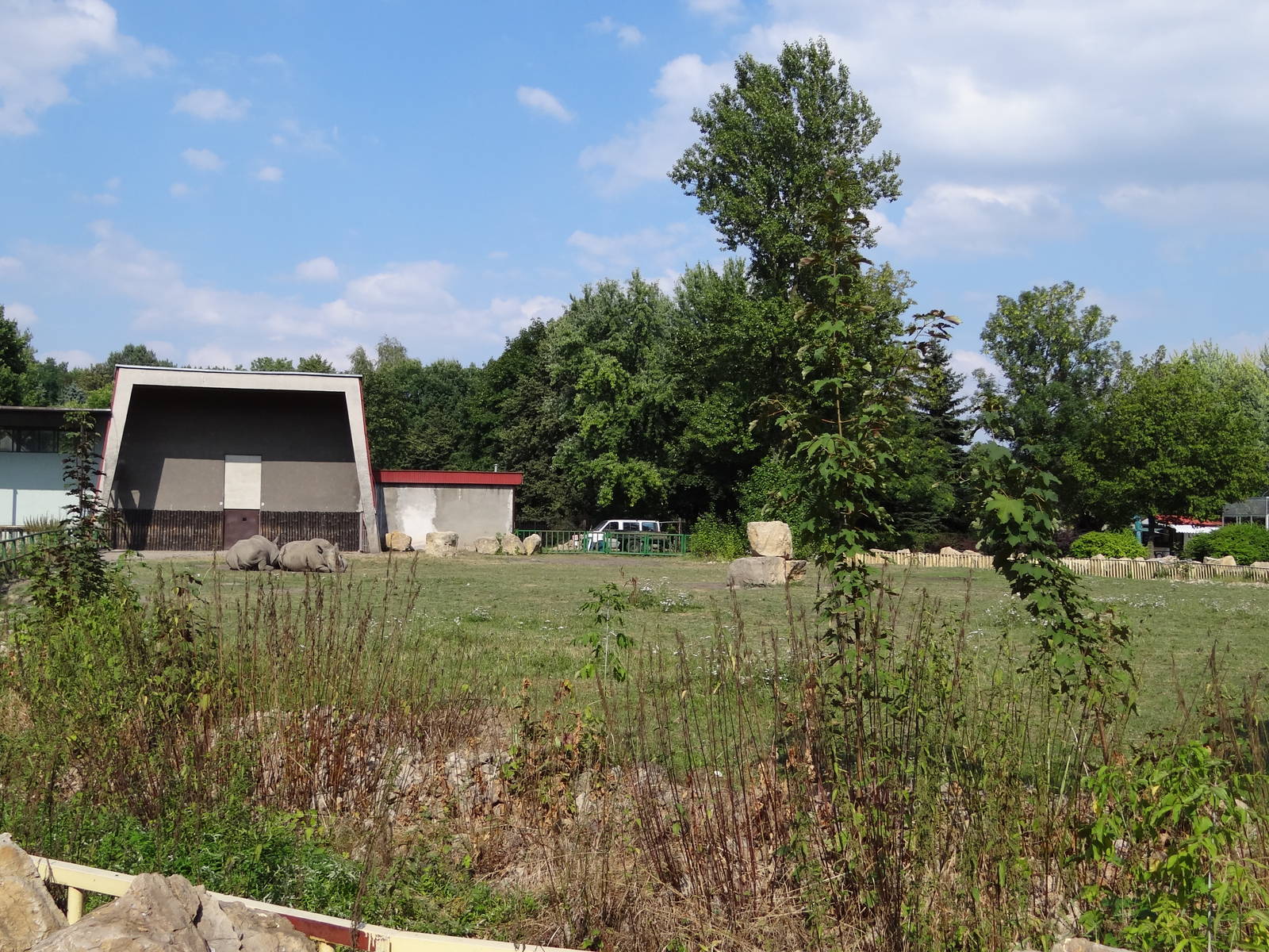White Rhino second paddock