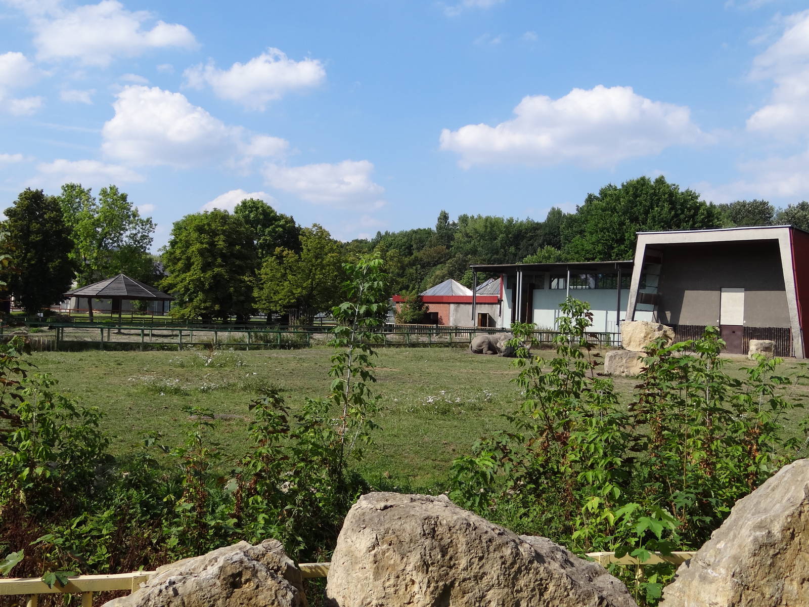 White Rhino second paddock
