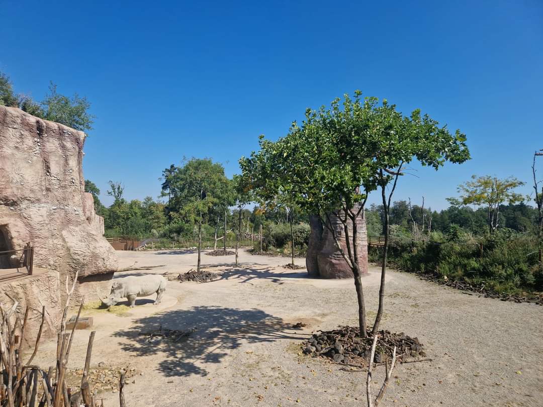 White Rhino separate exhibit
