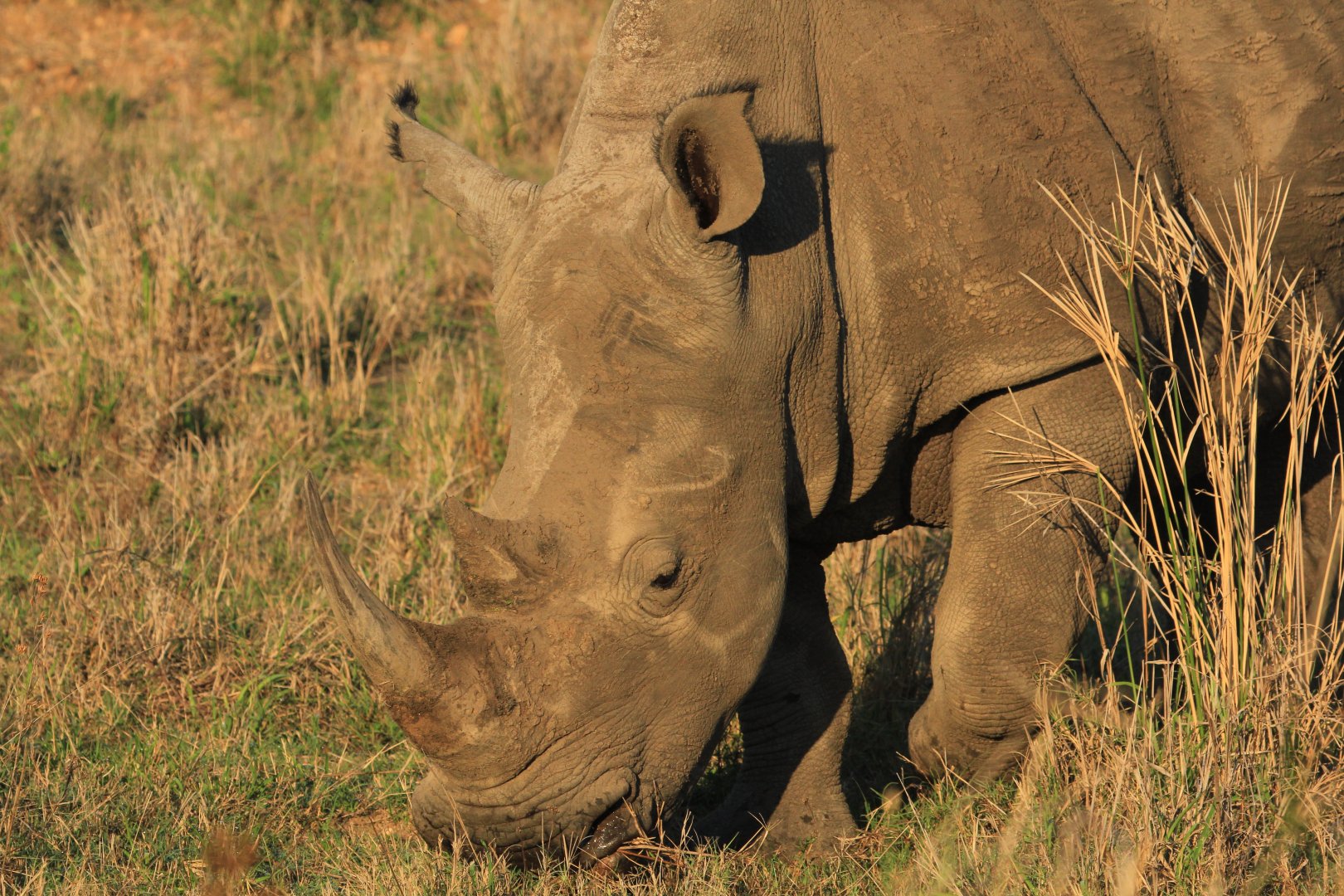 White Rhino (September 2012)