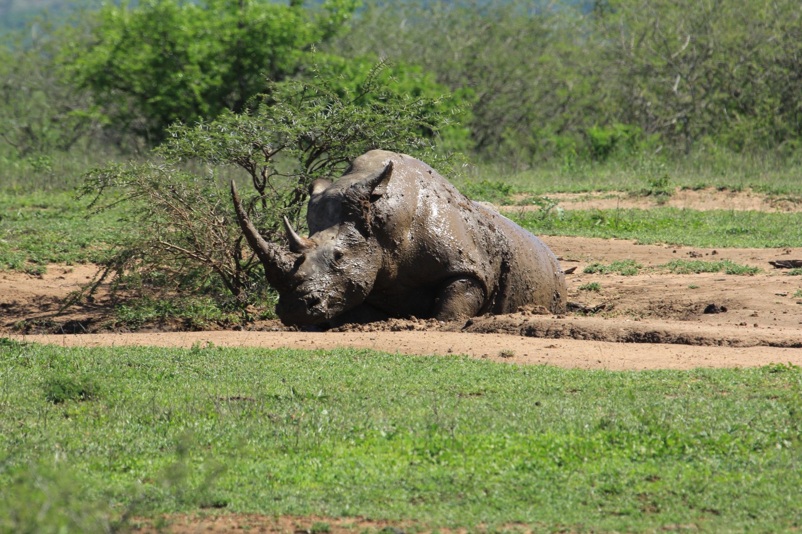 White rhino (September 2012)