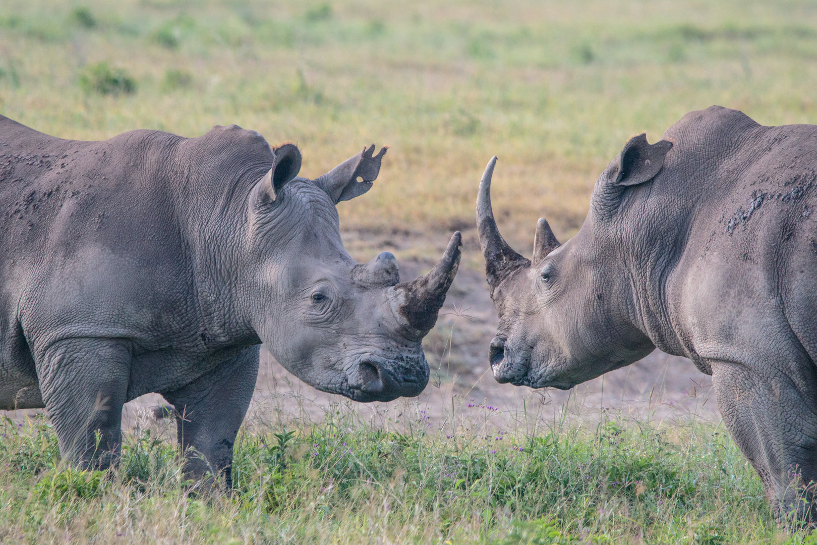 White Rhino Showdown