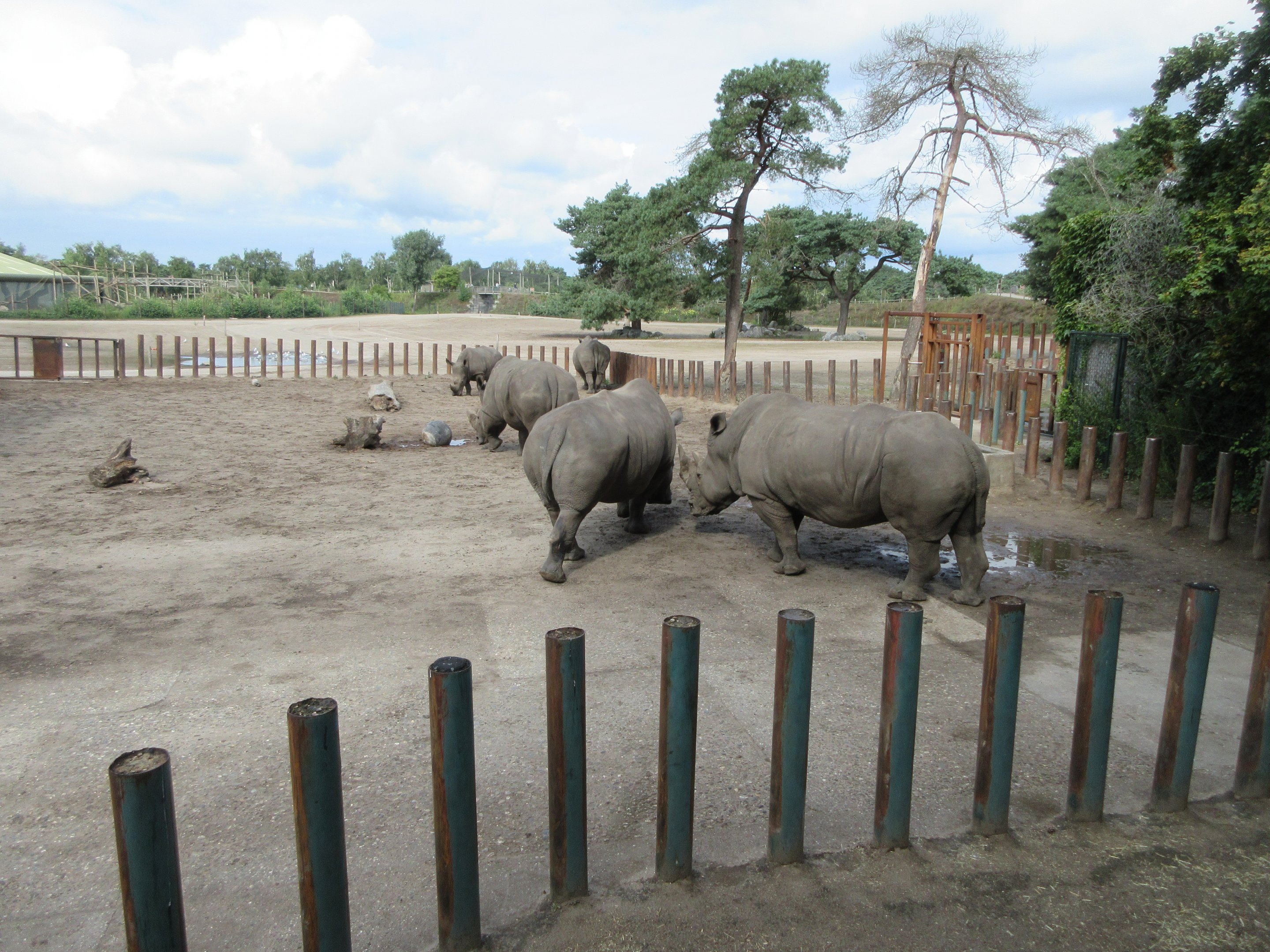 White Rhino - side yard