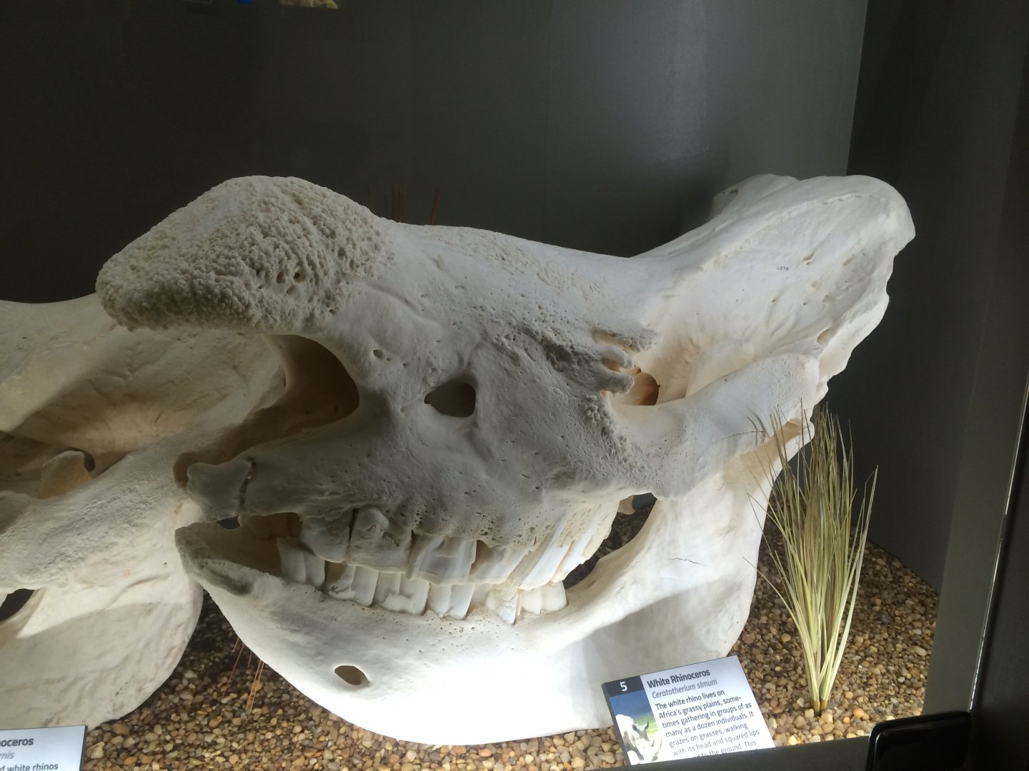 White Rhino Skull