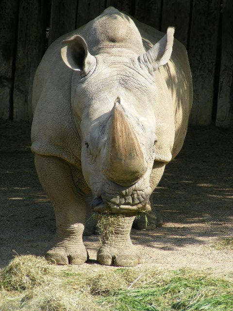 White rhino Snoopy