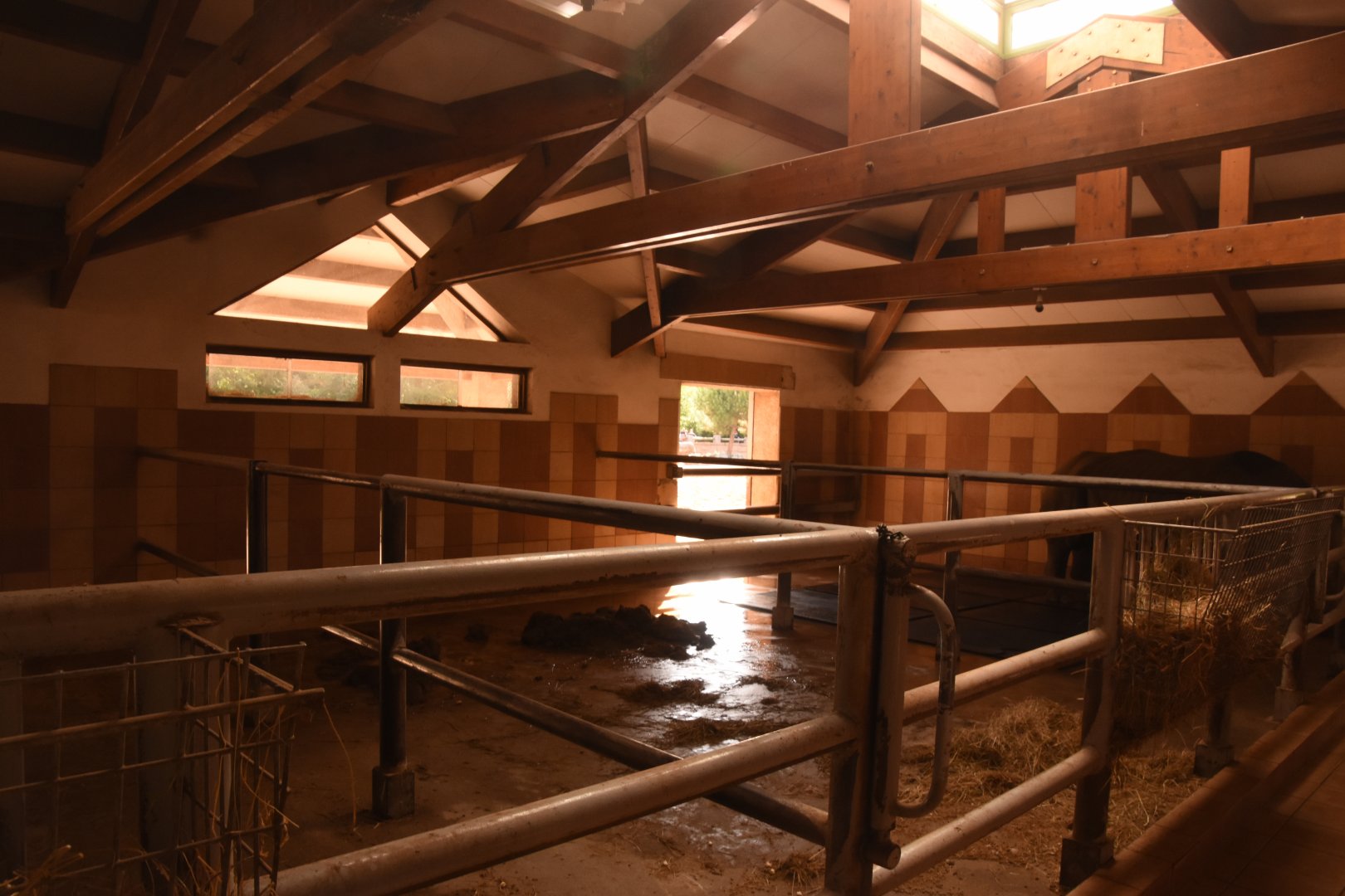 White Rhino stables
