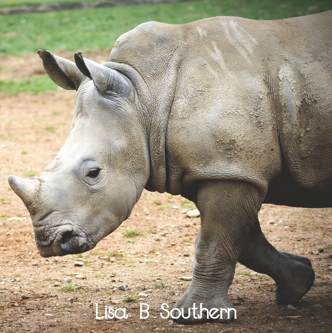white rhino Stella