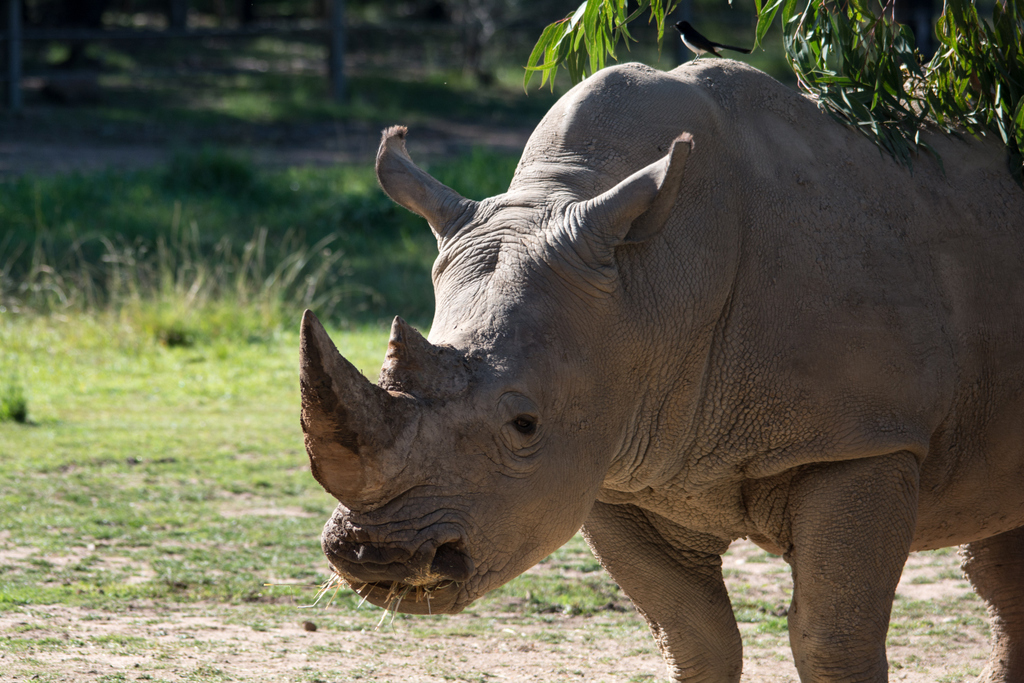 White Rhino - Taronga Western Plains Zoo visit April 2014