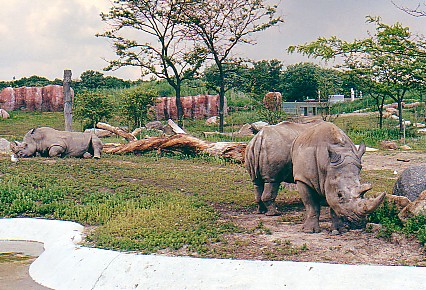 White Rhino @ Toronto zoo 1997