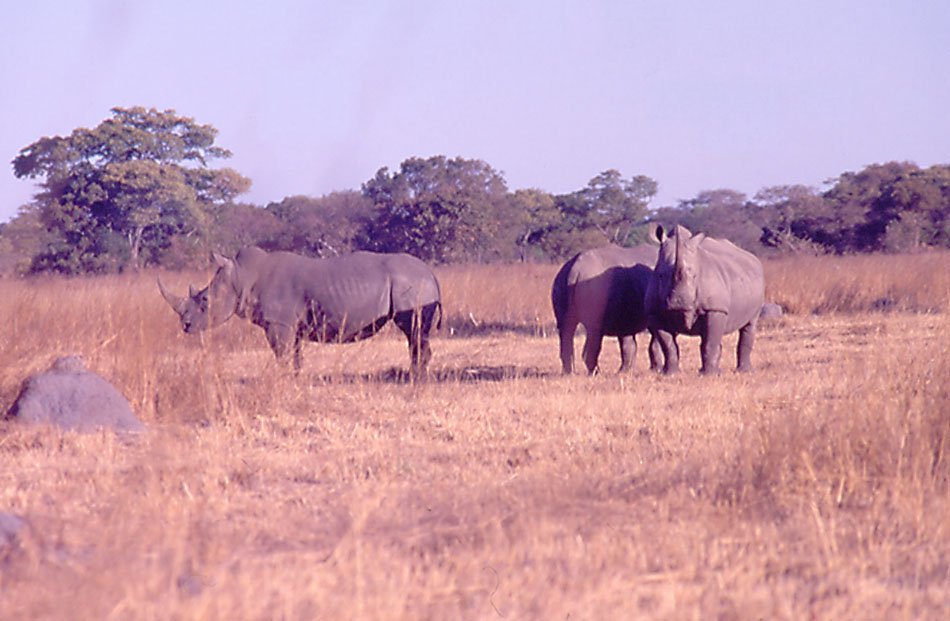 White Rhino trio