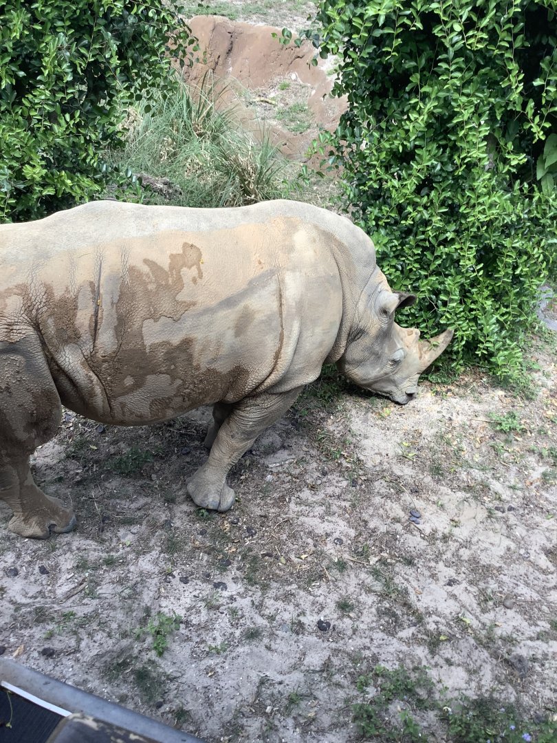 White rhino up close 3/18/24