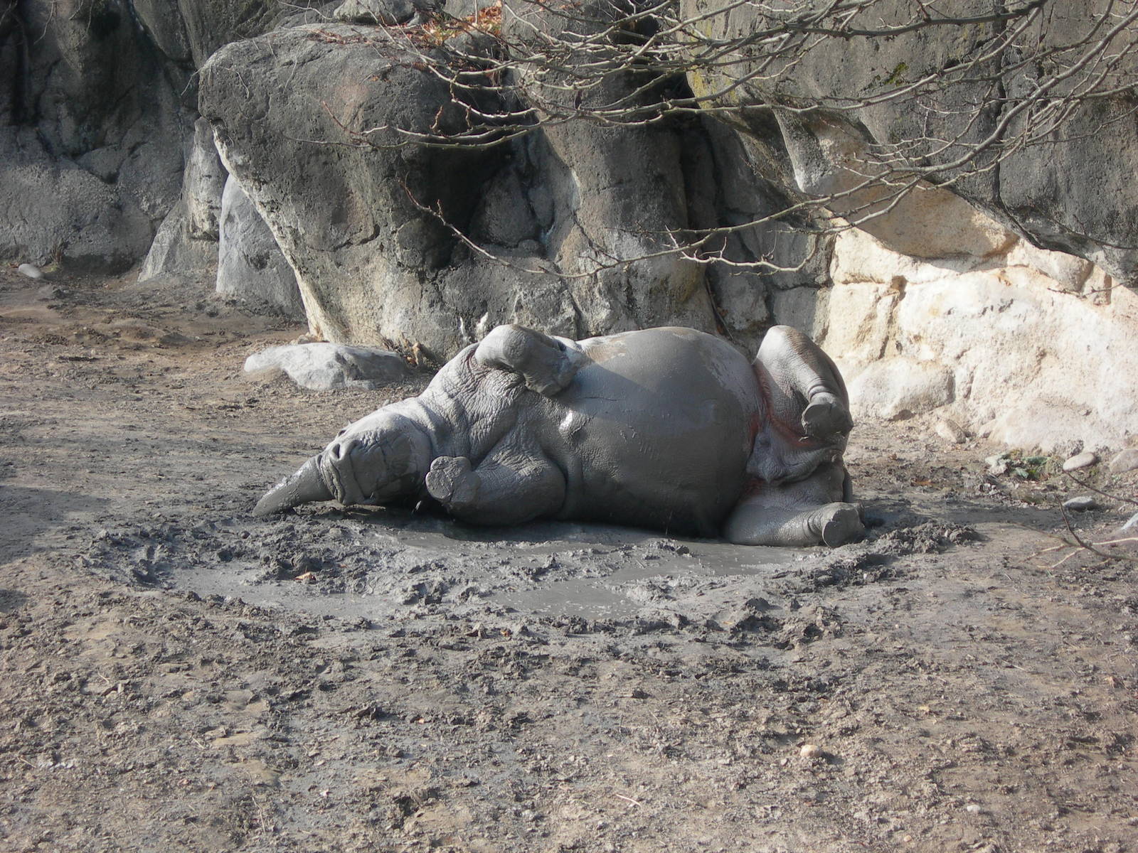 White Rhino wallowing in the mud