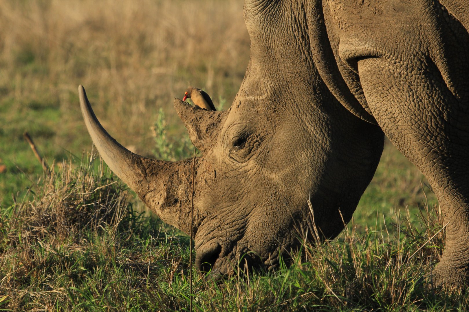 White rhino with oxpecker (September 2012)