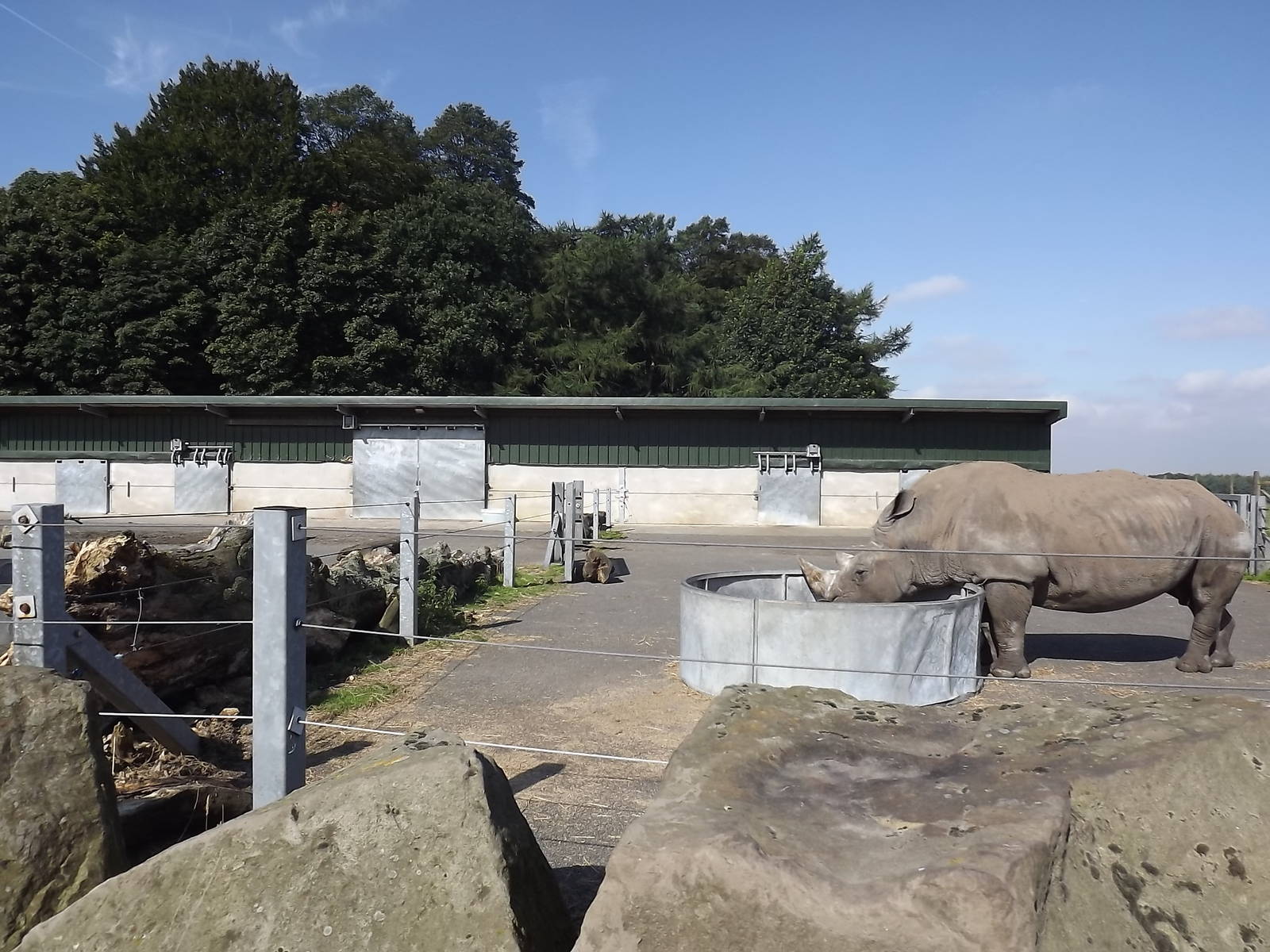 White Rhino yard at Knowsley Safari Park 08/09/12