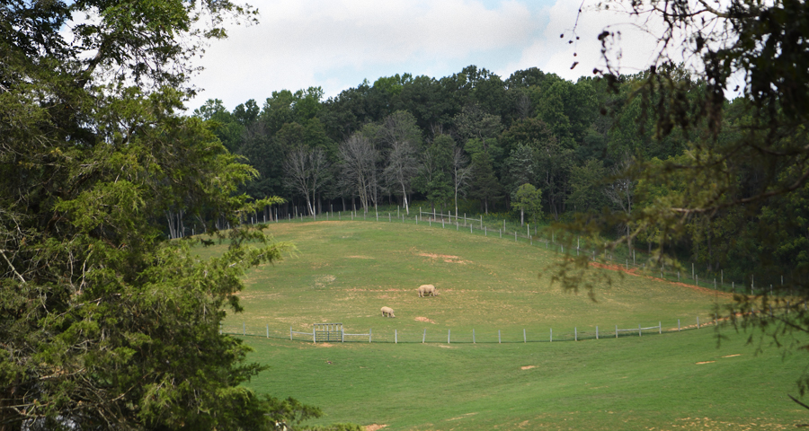 white rhino yard