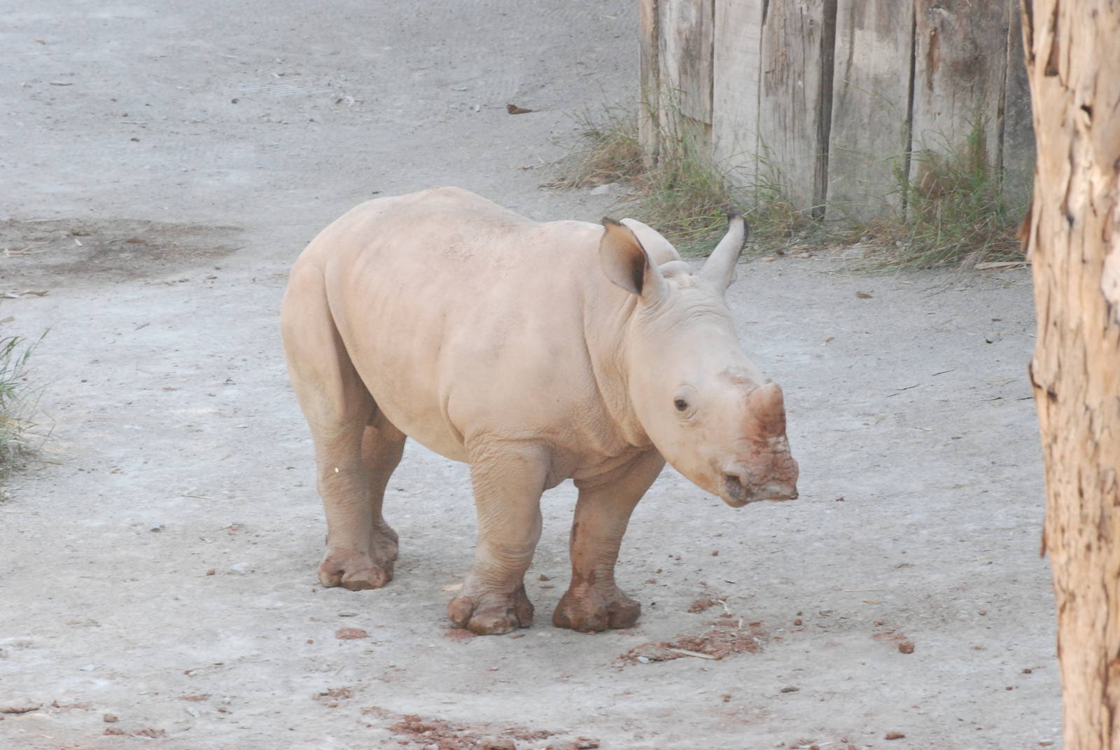 White Rhino Youngster at Lisbon Zoo, 24/05/11