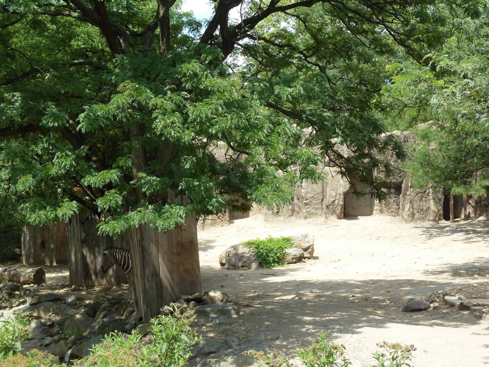 White Rhino/Zebra Exhibit