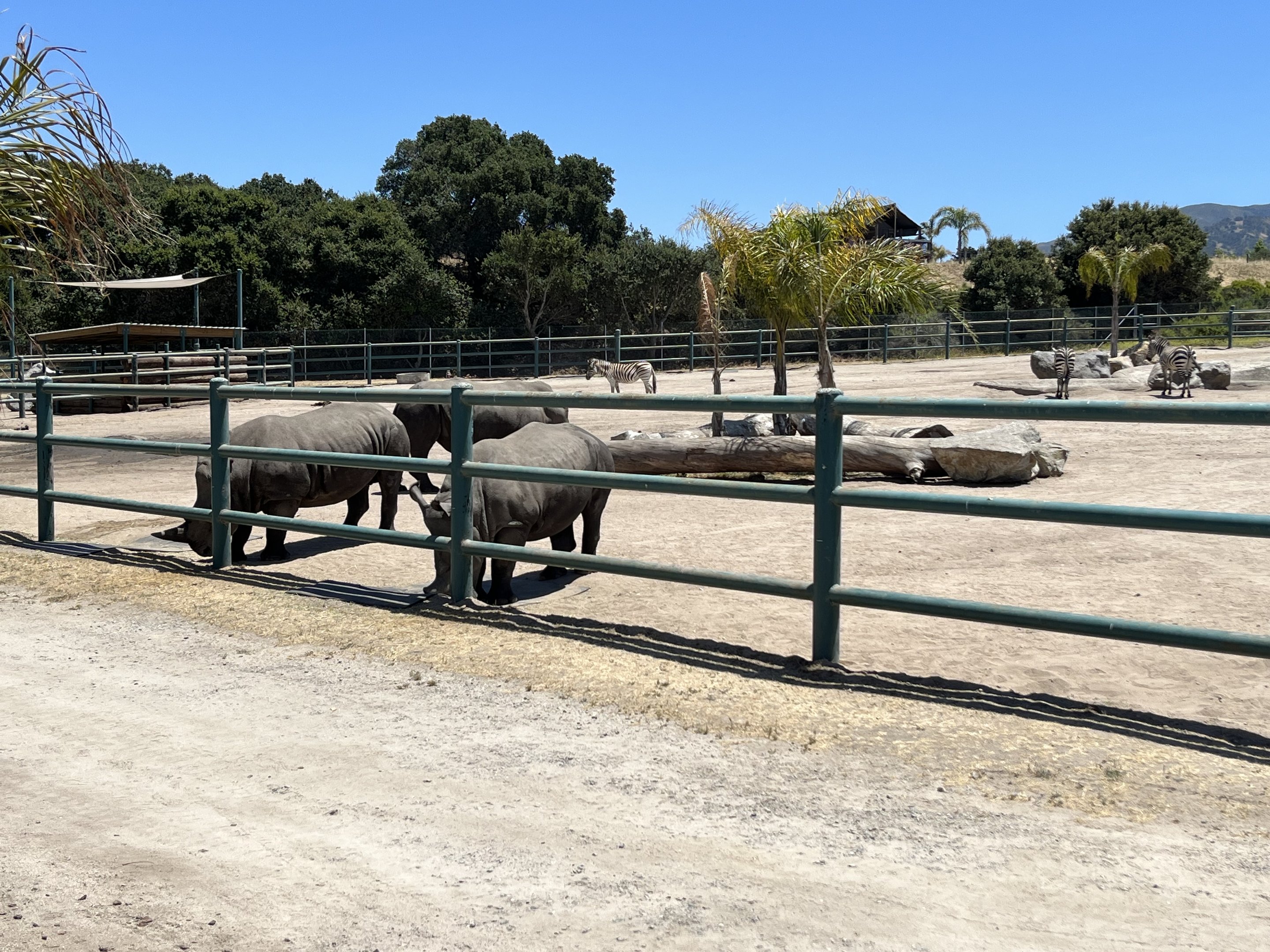 White Rhino/Zebra Exhibit