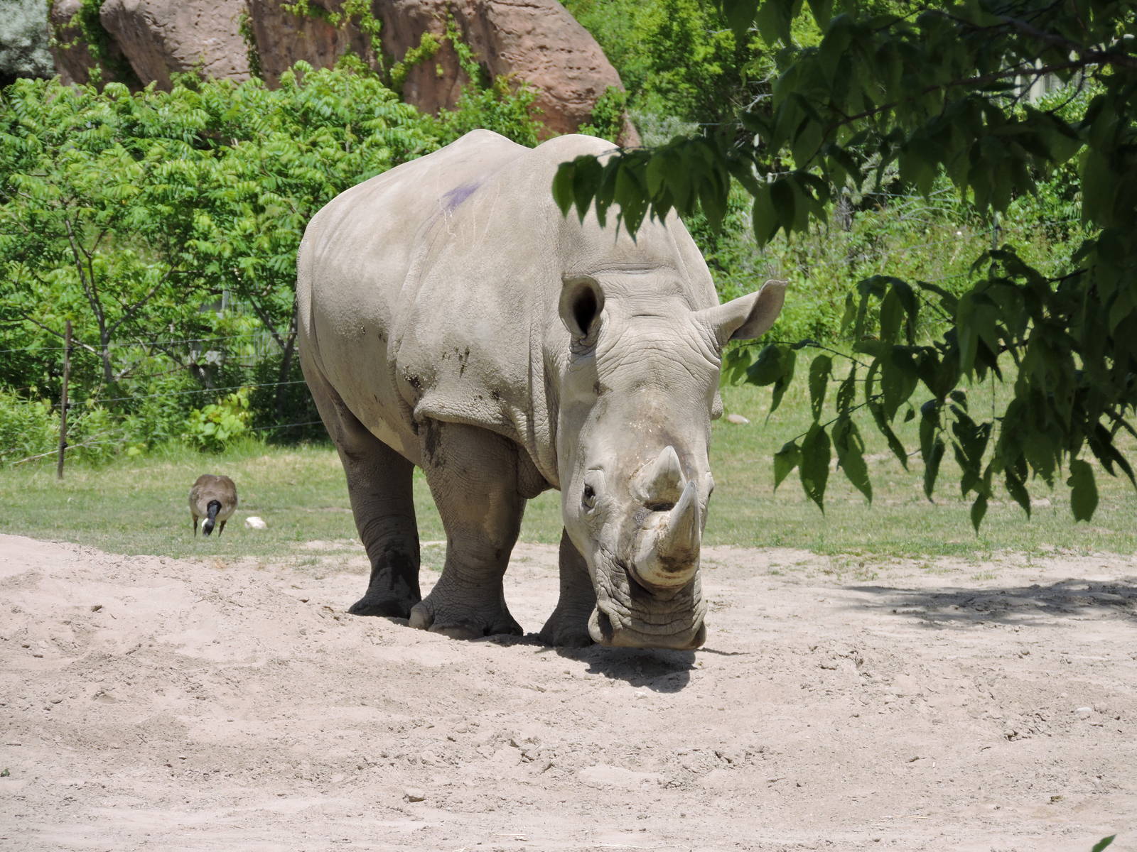 White Rhino - Zohari