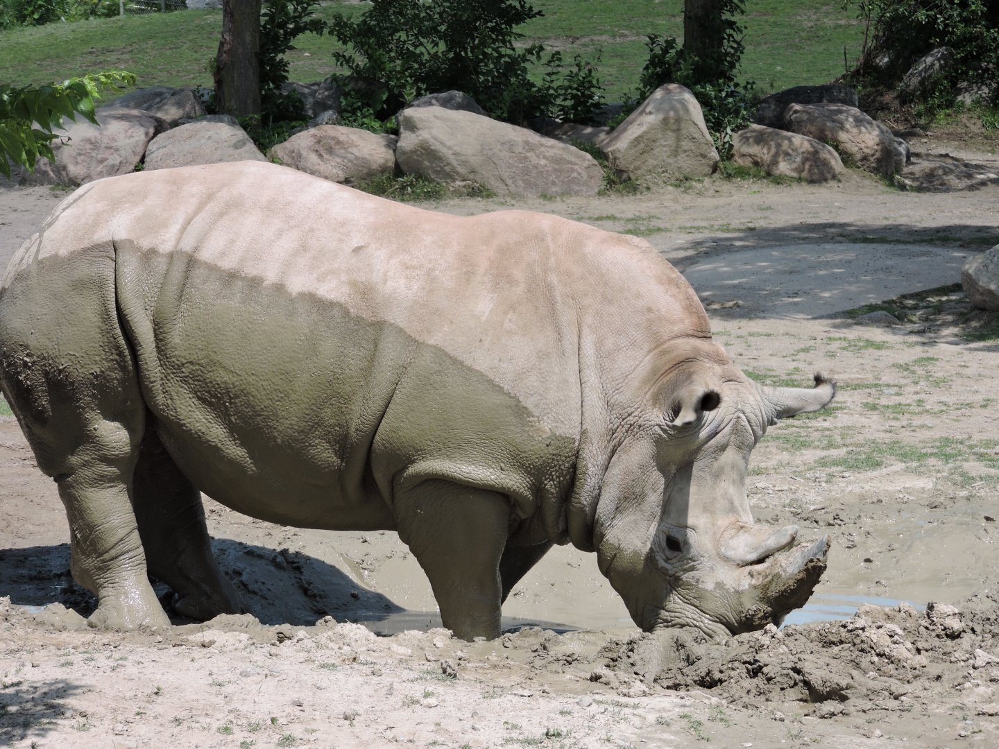 White Rhino - Zohari