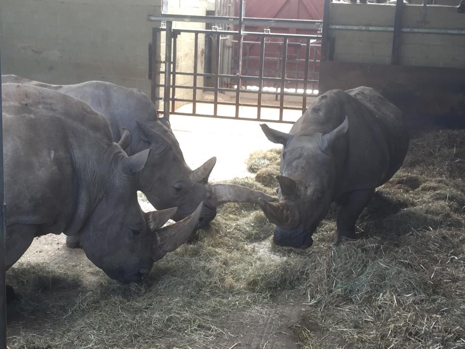 White Rhino - ZSL Whipsnade Zoo - July 2016
