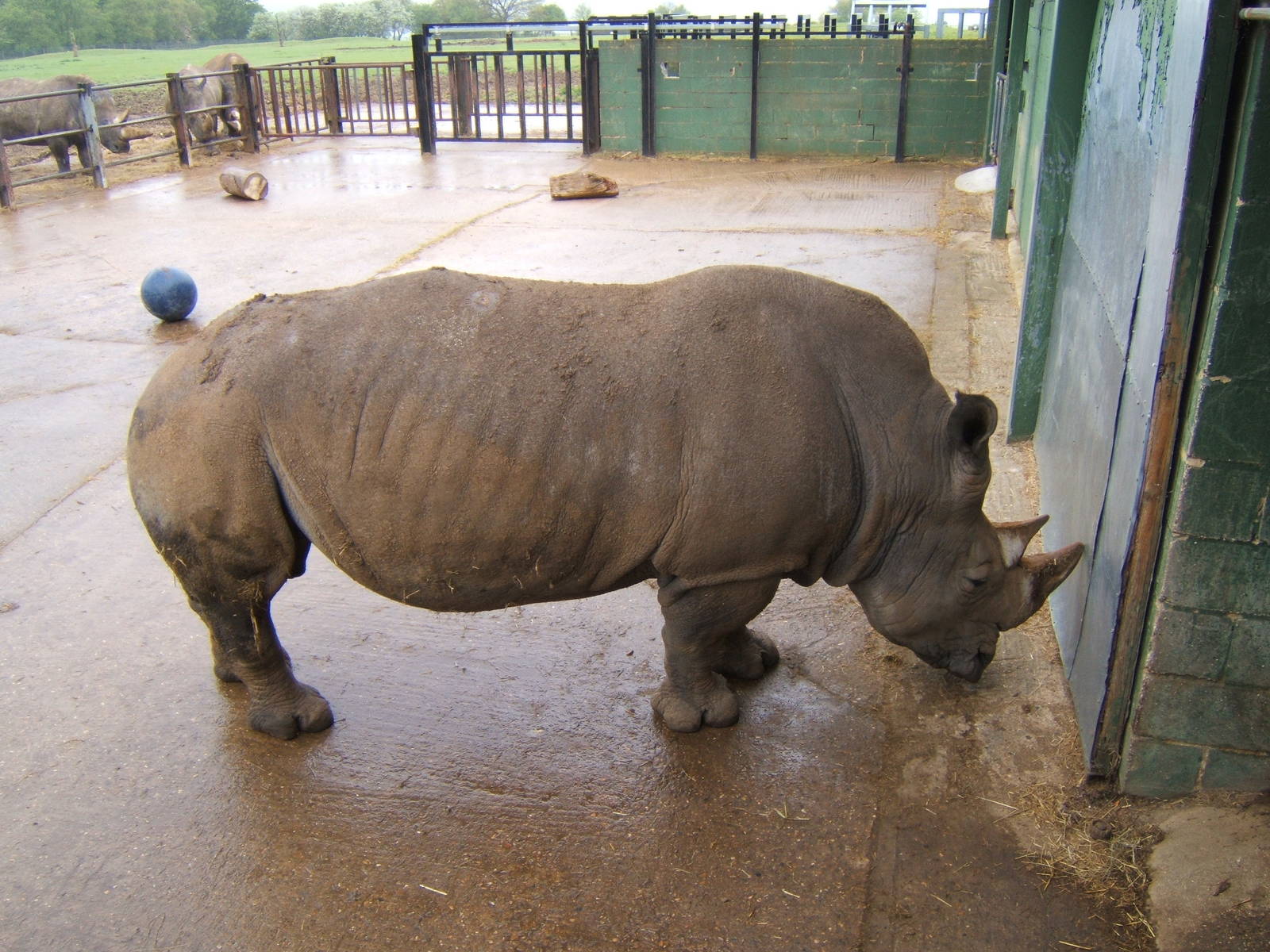 White Rhino