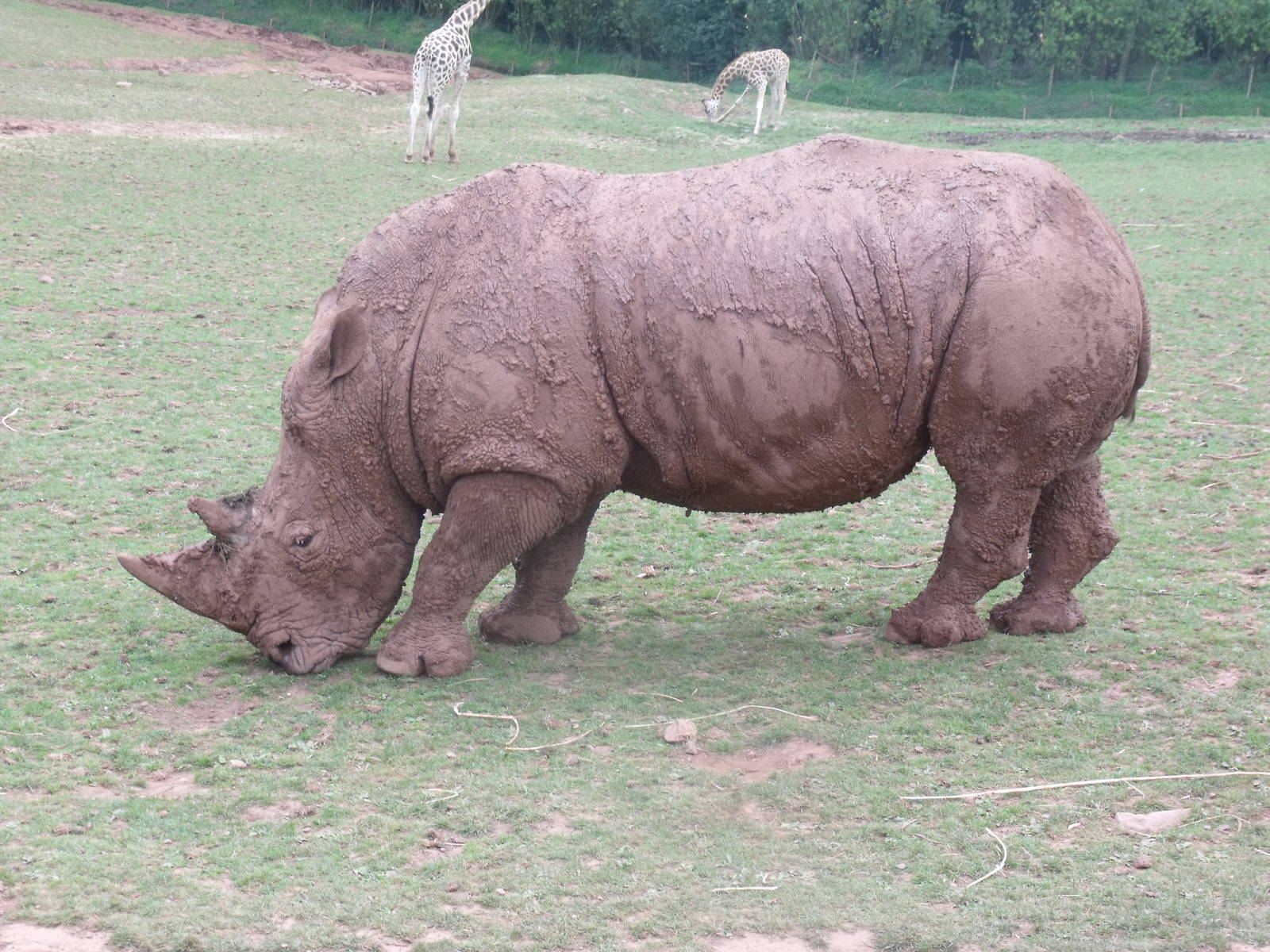 White rhino