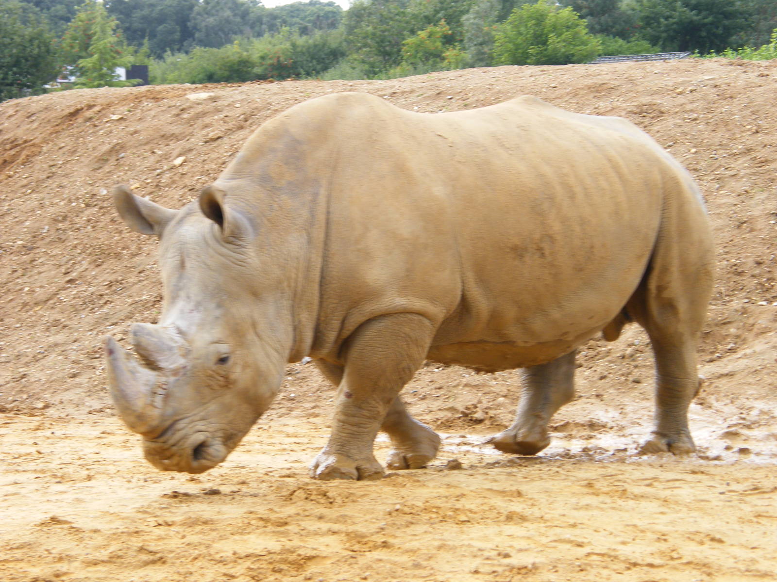 White Rhino