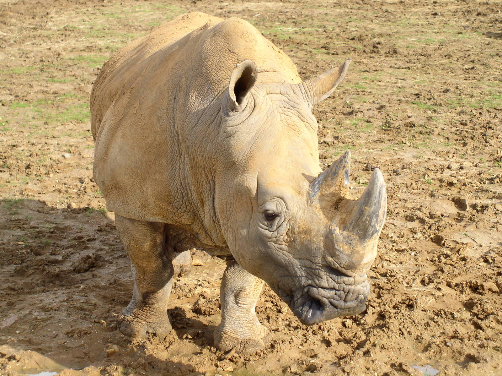 White Rhino