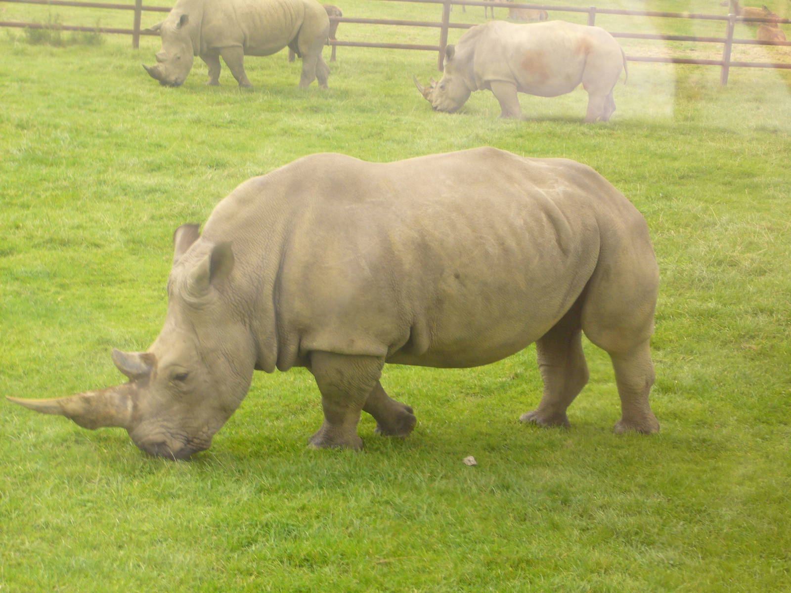 White Rhino