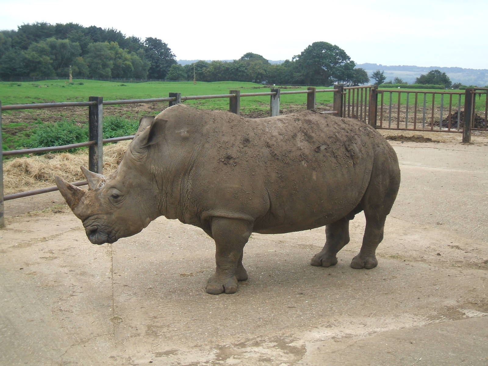 White Rhino