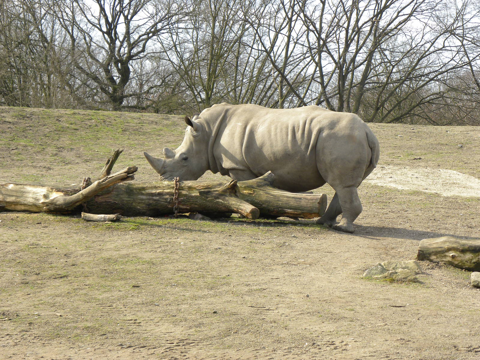White Rhino