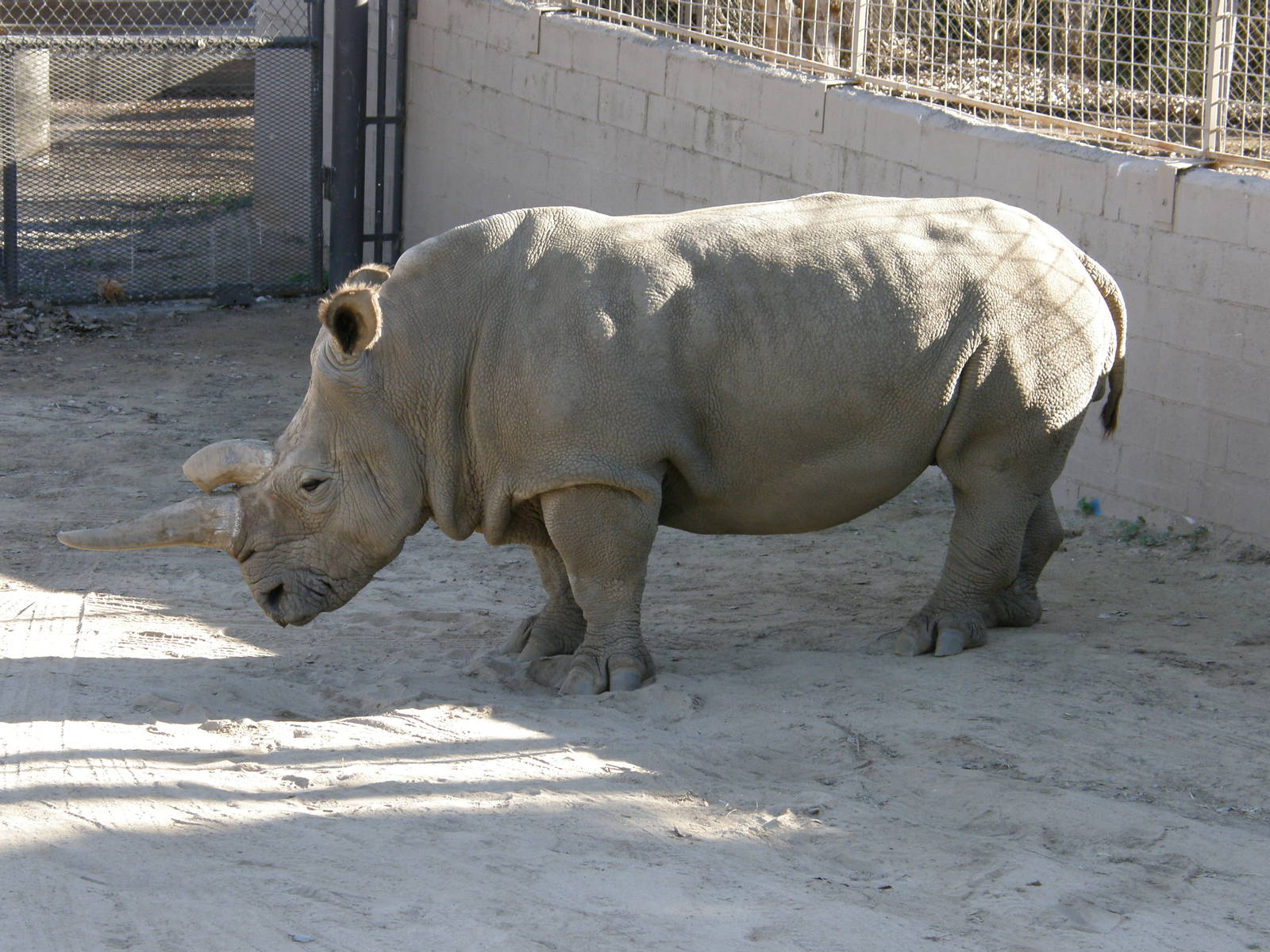 white rhino