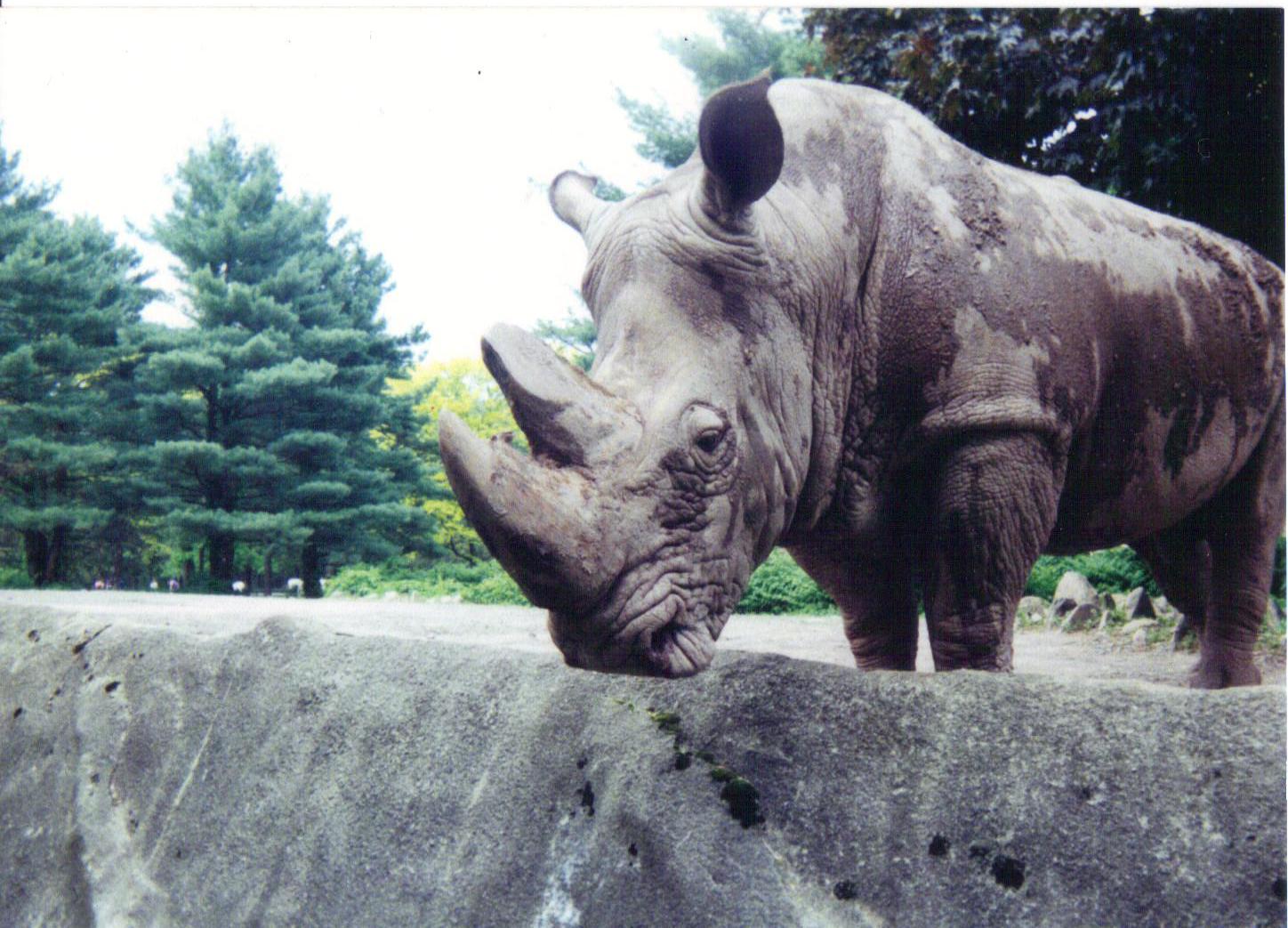 White Rhino